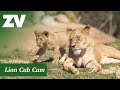 Lion cub cam