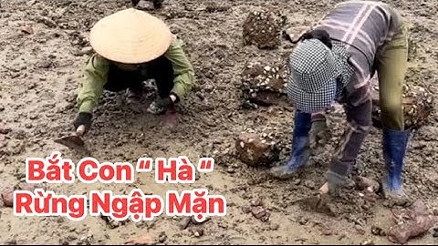 Đi Bắt Con Hà Biển - Sinh Tồn Rừng Ngập Mặn 
