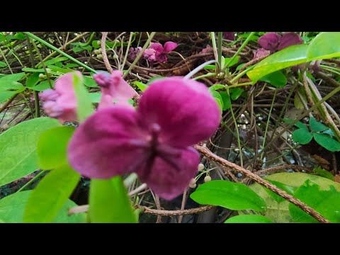 Видео: Информация за Akebia с пет листа: Как да отглеждате шоколадова лоза Akebia Quinata в градината
