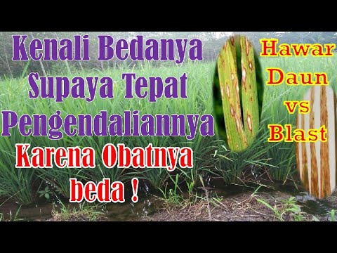 Video: Apa Itu Rice Blast – Tips Mengenali Dan Mencegah Jamur Rice Blast