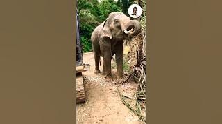 Elephant #trending #viral #elephant #youtubeshort