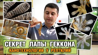 Секрет липких лап геккона - Пальцы-присоски или физика?