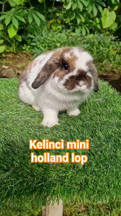 Holland Lop rabbit sunbathing
