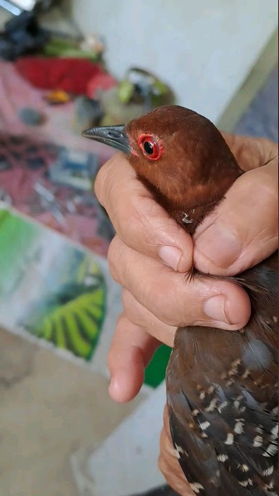 Burung Sintar Masuk Rumah Lepas atau Pelihara? #short