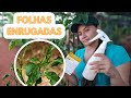 COMBATE AOS ÁCAROS E FUNGOS RECEITA INFALÍVEL E SIMPLES!