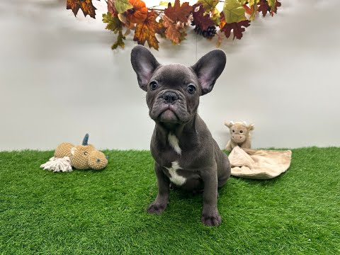 Video Bouledogue Francais