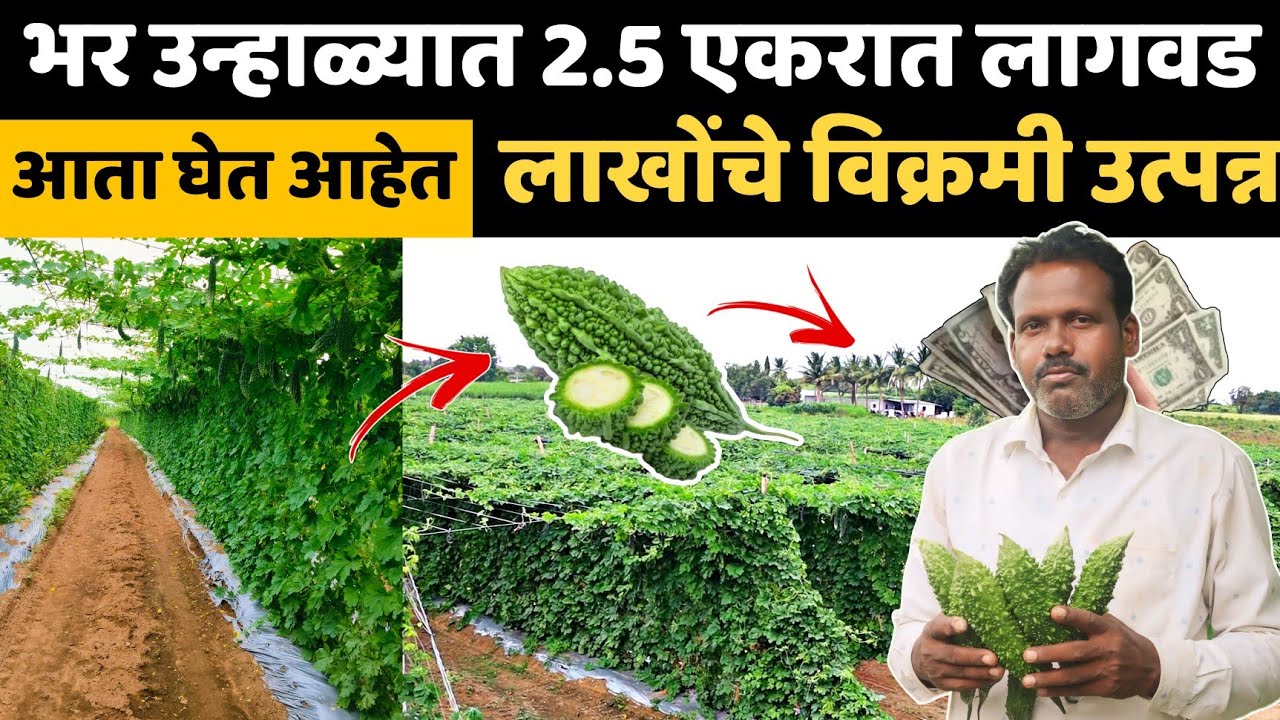 भर उन्हाळ्यात 2.5 एकरात केली कारल्याची लागवड।आता घेत आहेत लाखोंचे भरघोस उत्पन्न।कारले लागवड