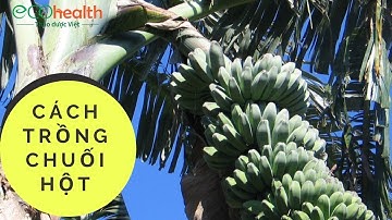 Cách Trồng Chuối Hột để Gia Tăng Năng Suất, Chất Lượng