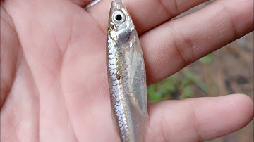 Câu cá lòng tong bình dương bằng trứng kiến vàng,Fishing with hearts|Đinh Thanh Duy