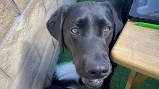 Conditioned Emotional Response in Zhara, Labrador retriever