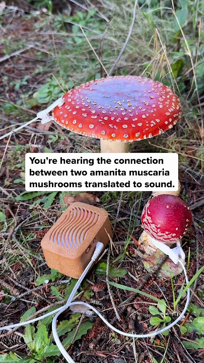 Do mushrooms communicate? Research has shown that mushrooms are connected to each other through a