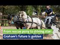 From rescue pony to driving star: Graham’s future is golden