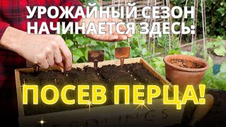 Посев семян перца: Простой и эффективный способ для успешного урожая