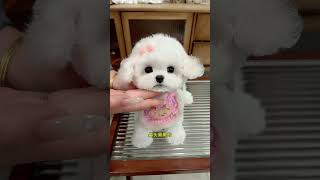 Has this Bichon Frize been cute? The more you look at it, the more it heals you. Hurry up, Aite, yo