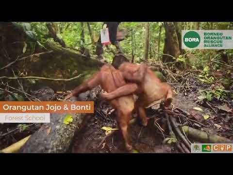 Jojo and Bonti forest school