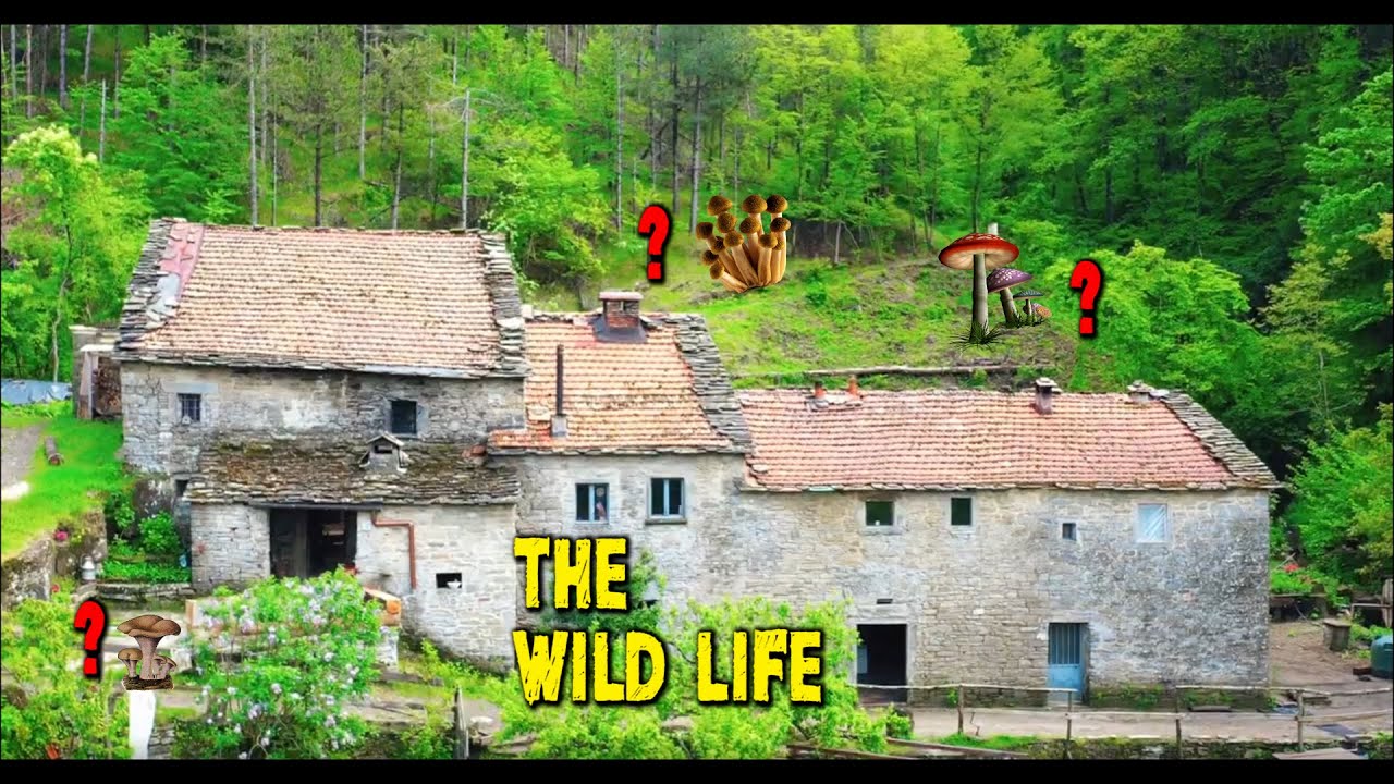 RACCOLTA FUNGHI IN TOSCANA - Mushroom picking in Tuscany - by Andrea Castagna