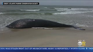 Humpback Whale Washes Ashore In Westhampton