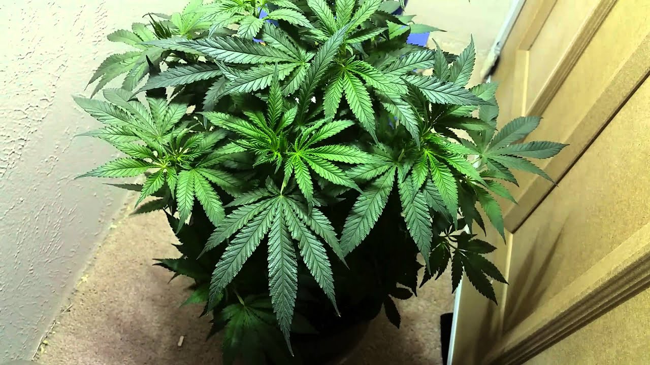 400watt metal halide cannabis grow