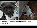 Английский бульдог. Часть 16. Кошка с собакой в одном доме