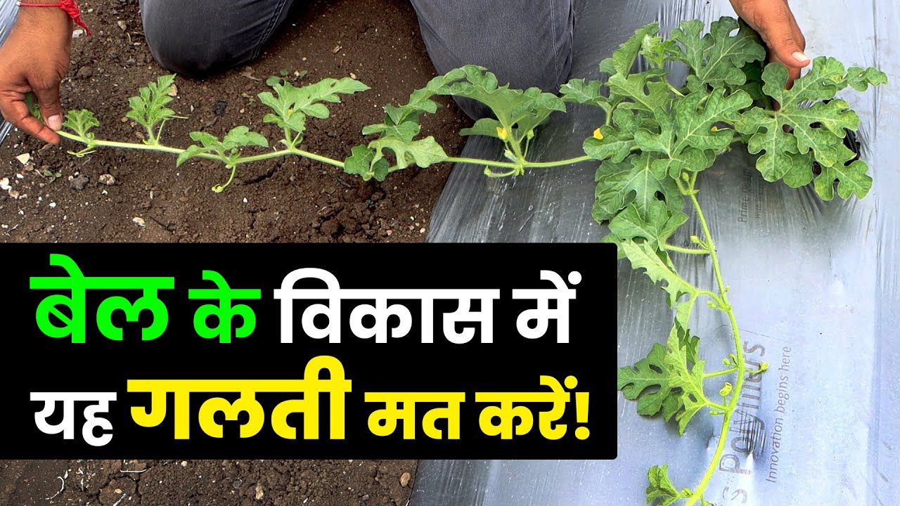 तरबूज की खेती में बेल और फूल का सही प्रबंधन कैसे करें? 🌸 #tarbujkikheti #agriculture #farmingtips