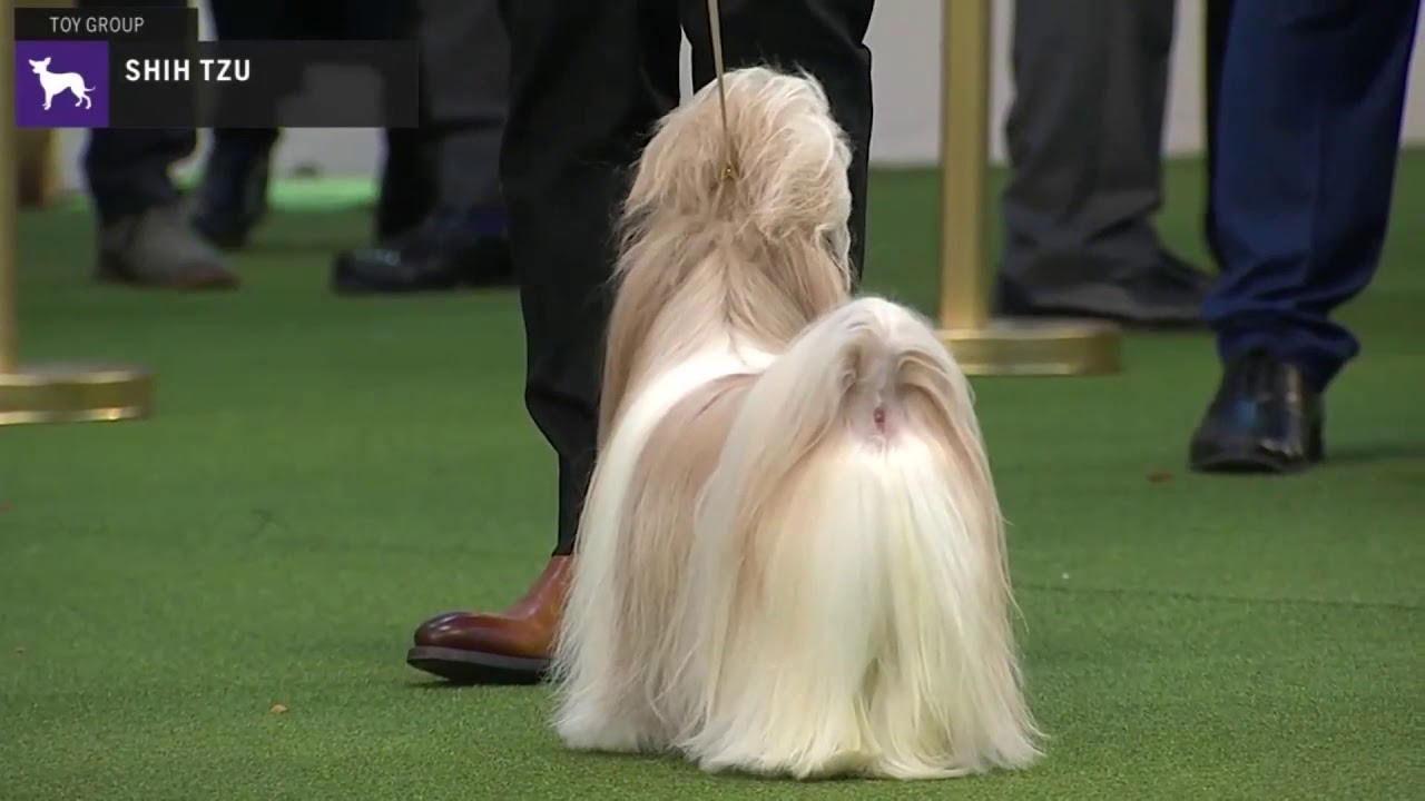 Shih Tzu | Breed Judging 2020 - YouTube