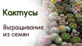 Как вырастить кактусы из семян Как вырастить кактусы из семян