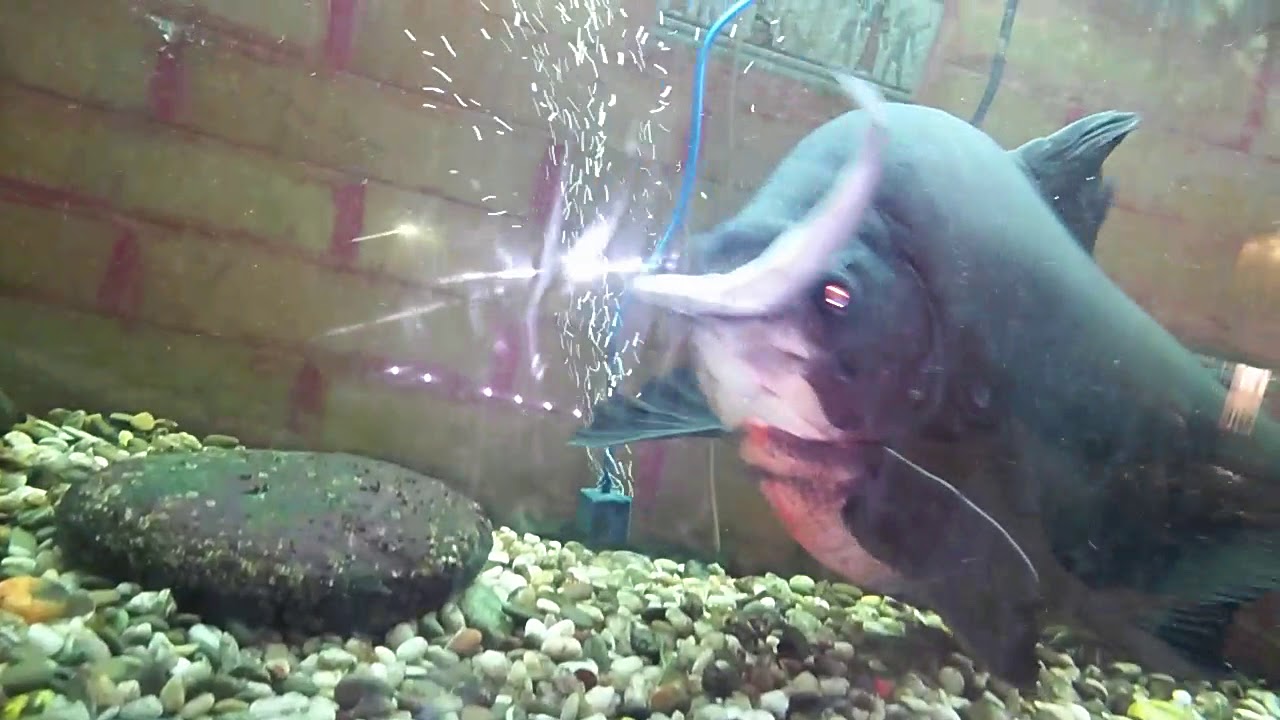 Бандит пирань паку 65 см..рыба корюшка из магазина Магнолии.