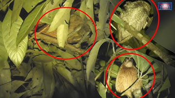 Yos hav zoov tua nas hos huam qaib qus txiv xyoob December 21