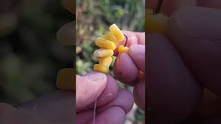 Como usar el maiz en el anzuelo para pescar grandes carpas!! | tecnica de pesca