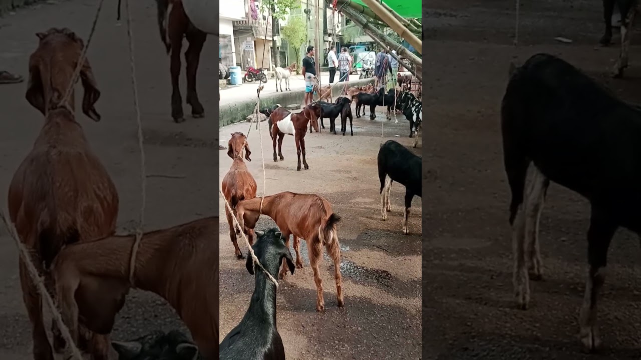 চট্টগ্রামের পোস্তারপাড় ছাগলের বাজারের প্রাণবন্ত অভিজ্ঞতা নিন!