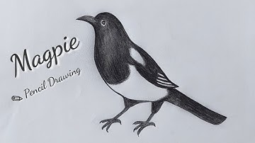 Magpie bird drawing easy and step by step.