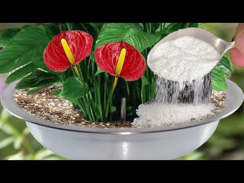 Video: Výsadba do vaječných škrupín – Ako vyrobiť vázu z vaječných škrupín