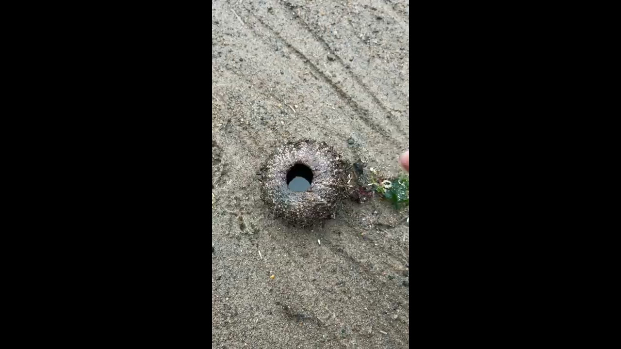 Rescuing Real Life Spongebob Patrick Shorts