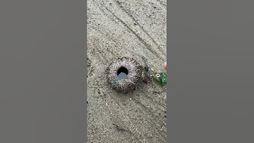 Rescuing Real Life Spongebob & Patrick #shorts