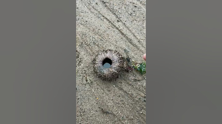 Rescuing Real Life Spongebob & Patrick #shorts