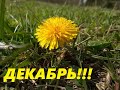 Сала много не бывает) Декабрьские одуванчики. Переезд на юг из Сибири.