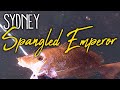 Spearfishing sydney spangled emperor