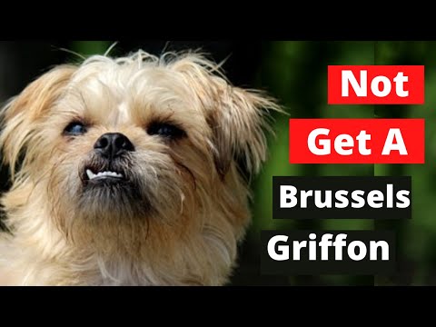 Video: Brussels Griffon Hondenras Hypoallergeen, Gezondheid En Levensduur