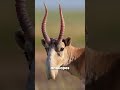 Strangest ANIMALS on EARTH