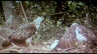 Philippine Eagle In The Wild