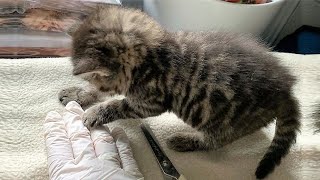 Rescued kittens in pouring rain by Love For Kittens YT 2,235 views 2 months ago 10 minutes, 37 seconds