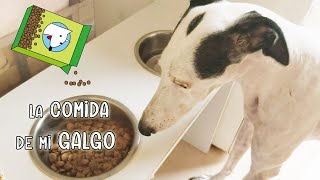 QUE LE DOY DE COMER A MI GALGO?