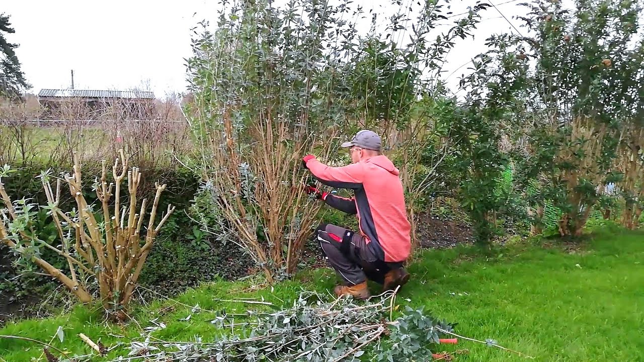 Pruning Buddleia Shrubs - YouTube