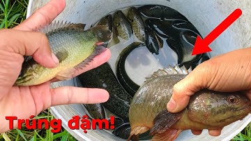 Kỉ lục câu cá rô đồng/câu 2 giờ 30 con rô to,dính cả cá lóc cá trê|tập 16