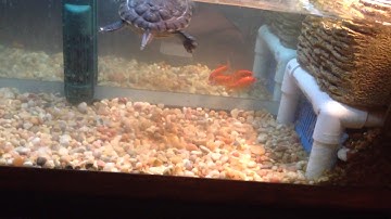 Red Eared Slider Care Sheet