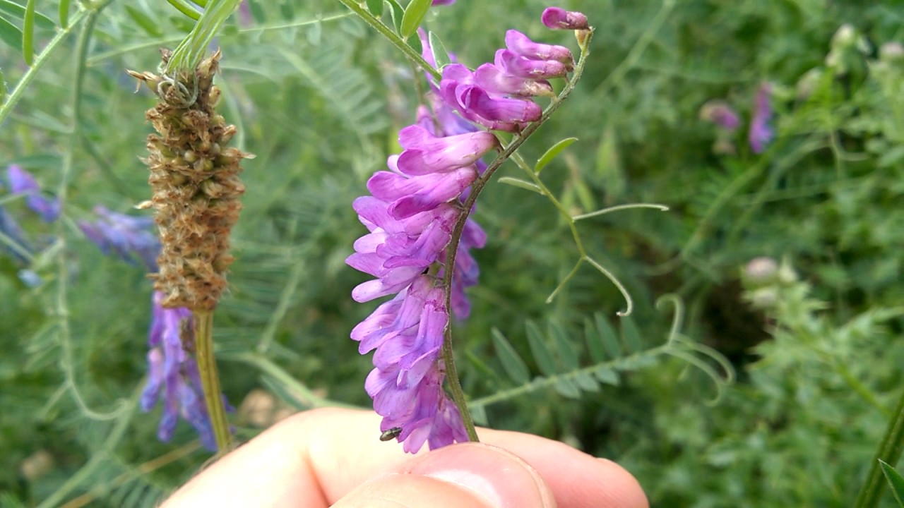 A really quick biodiversity tour of wild plants