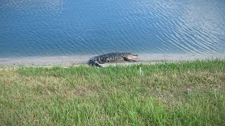 Gators are Fast!  a YouTube Short