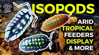 Isopod Masterclass: Best Species to Display, Clean-Up, Feed Off | @Aquarimax screenshot 2