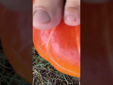 👣play with a pumpkin barefoot 🎃