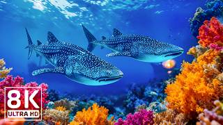 Amazing 8K Ocean Adventure 🐳 Dive Deep and Marvel at Sea Animal in The Best 8K ULTRA HD Aquarium